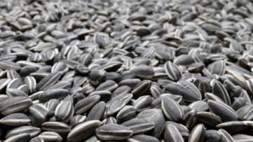 Image of Ai Weiwei Sunflower Seeds