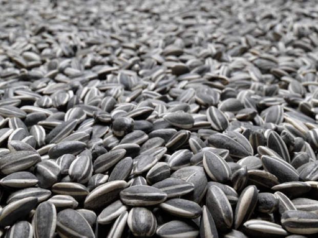 Image of Ai Weiwei Sunflower Seeds